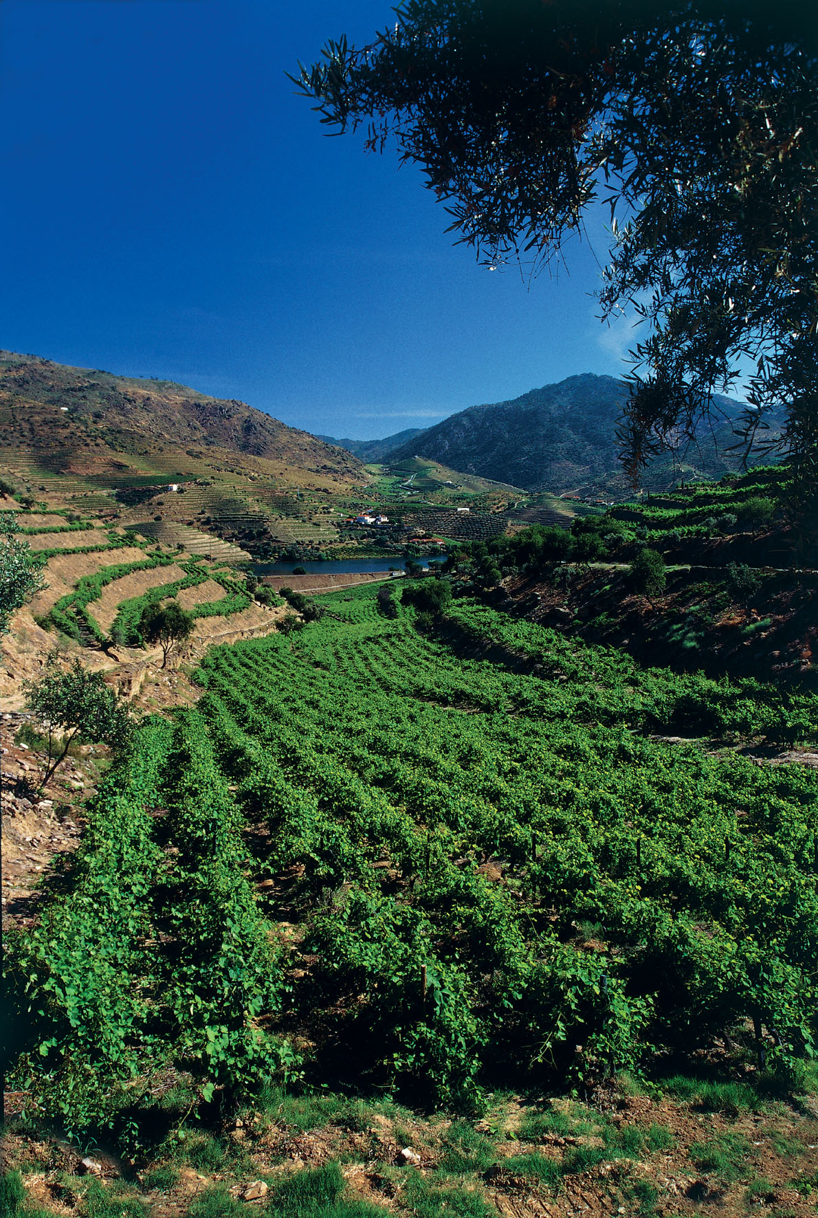 DouroVineyard1
