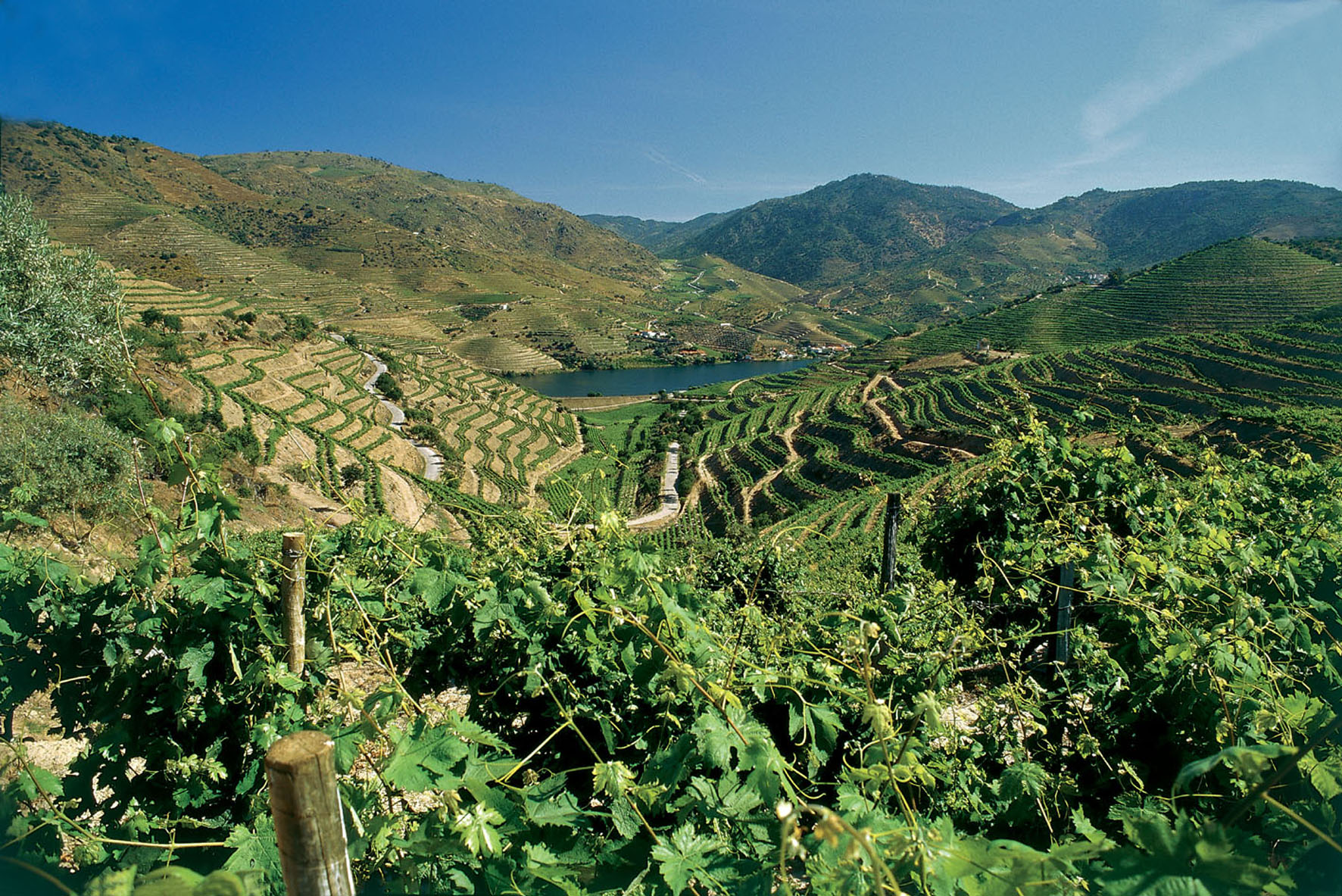 DouroVineyard2