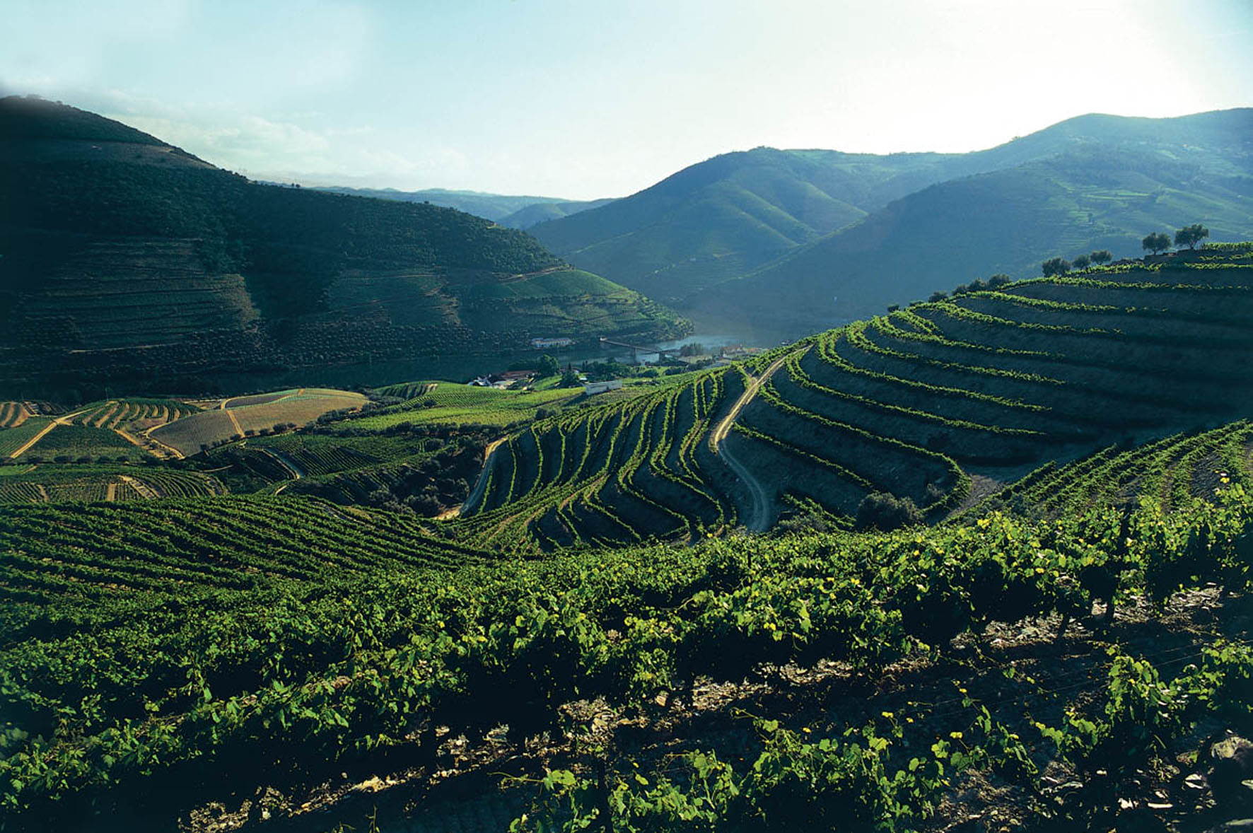 DouroVineyard3